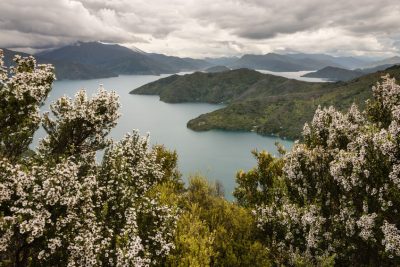 26170026 - manuka trees above queen charlotte sound